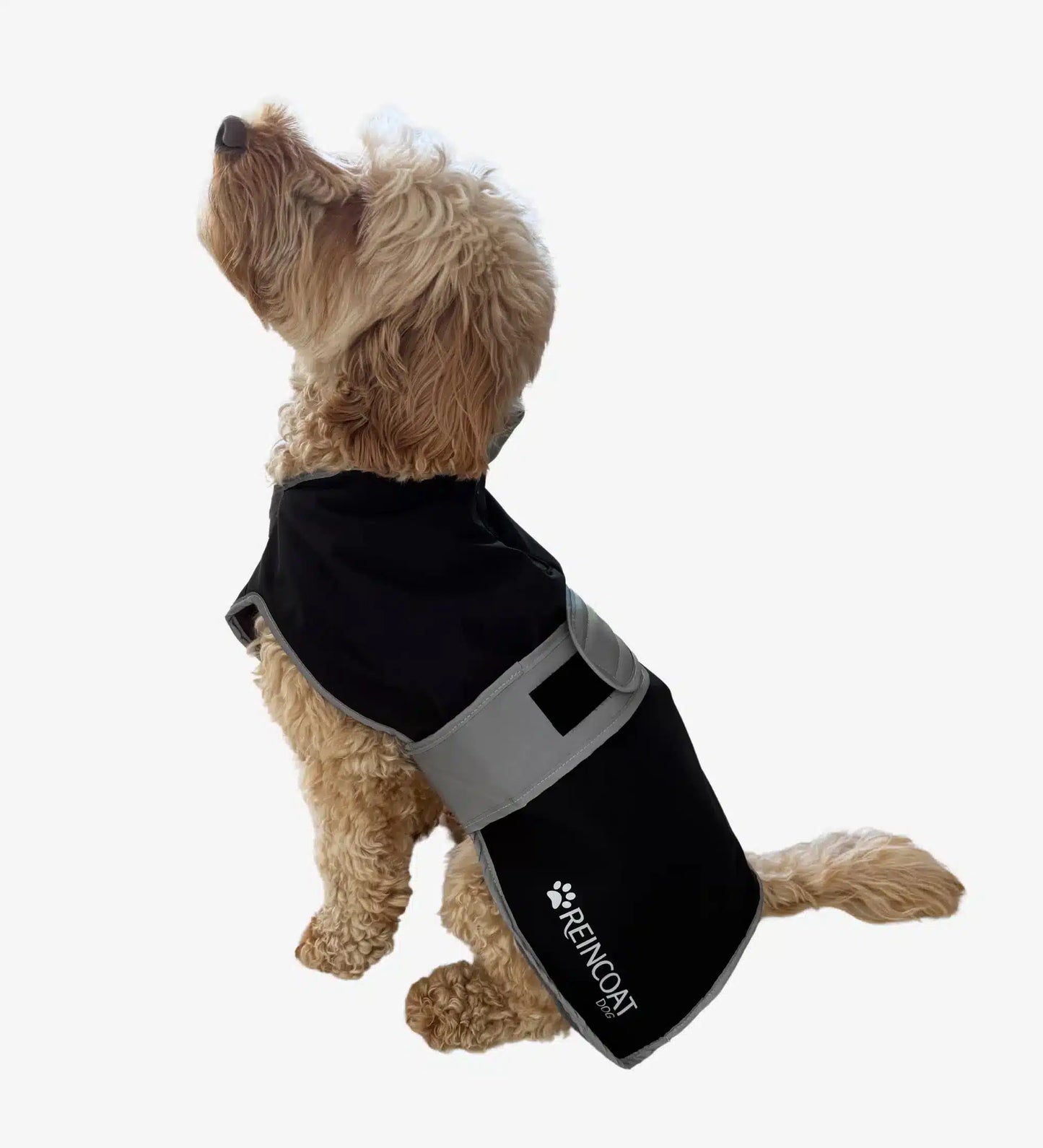 Reincoat Dog