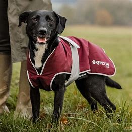 Reincoat Dog