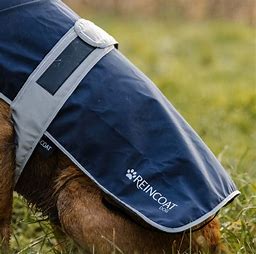 Reincoat Dog